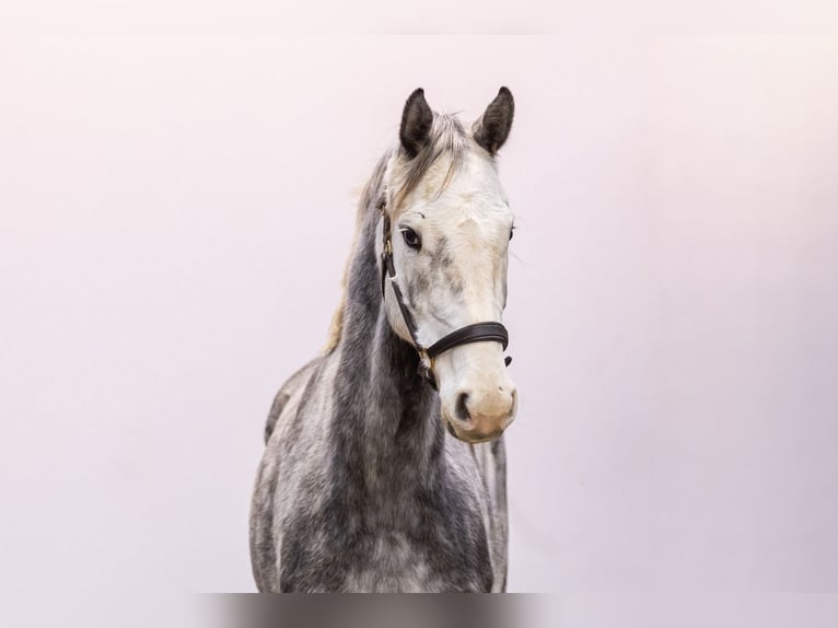 Holstein Giumenta 4 Anni 168 cm Grigio pezzato in Waddinxveen