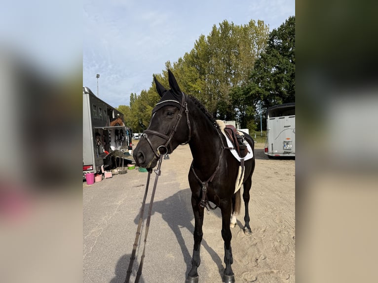Holstein Giumenta 4 Anni 169 cm Morello in Kollmar