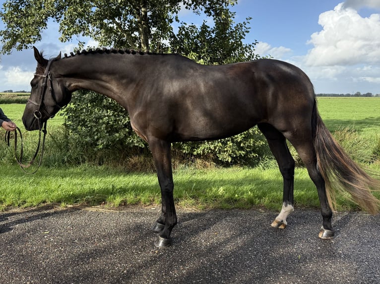 Holstein Giumenta 4 Anni 169 cm Morello in Kollmar