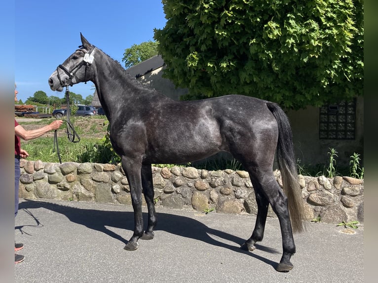 Holstein Giumenta 4 Anni 170 cm Grigio in Osterhever
