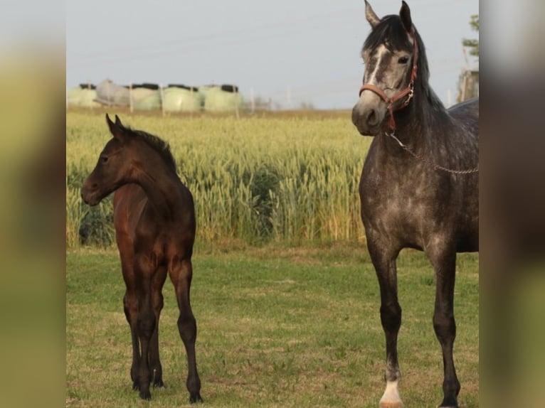 Holstein Giumenta 4 Anni 170 cm Grigio ferro in St. Stefan im Rosental
