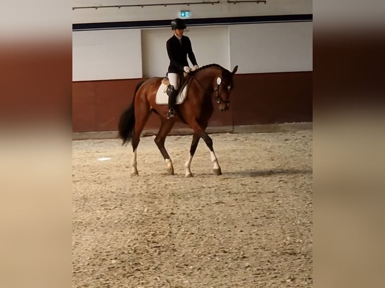 Holstein Giumenta 4 Anni 173 cm Baio in Struvenhütten