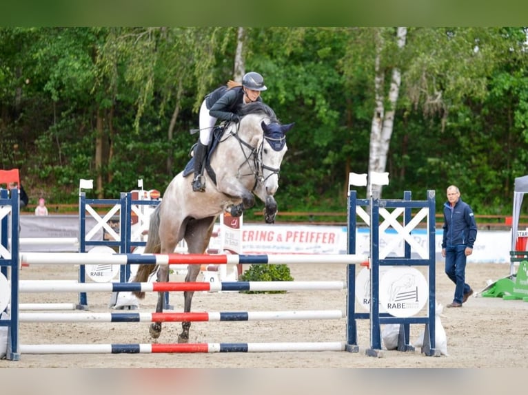 Holstein Giumenta 4 Anni 174 cm Grigio in Chemnitz