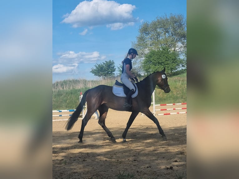 Holstein Giumenta 5 Anni 160 cm Baio in Lübeck