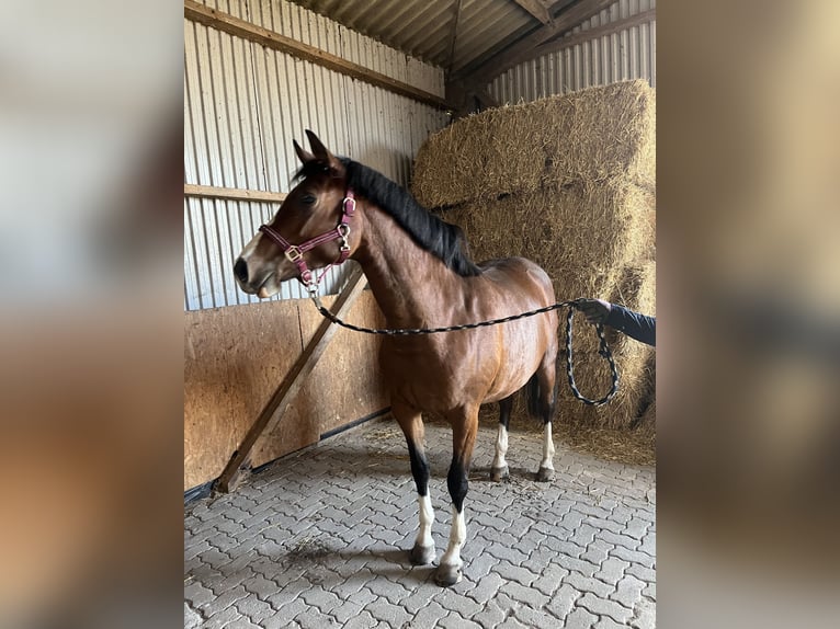 Holstein Giumenta 5 Anni 160 cm Baio in Oldsum