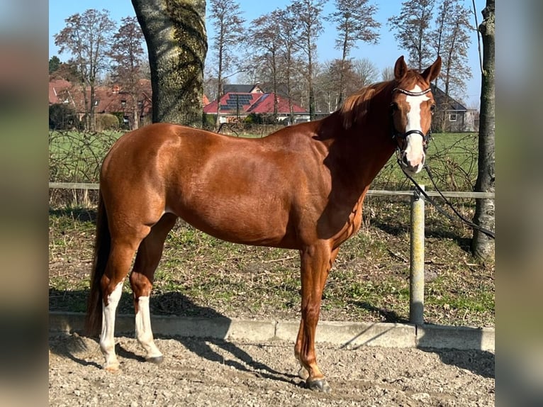 Holstein Giumenta 5 Anni 161 cm Sauro in Dörpum