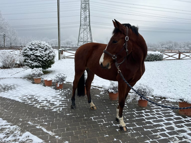 Holstein Giumenta 5 Anni 163 cm Baio in Köln