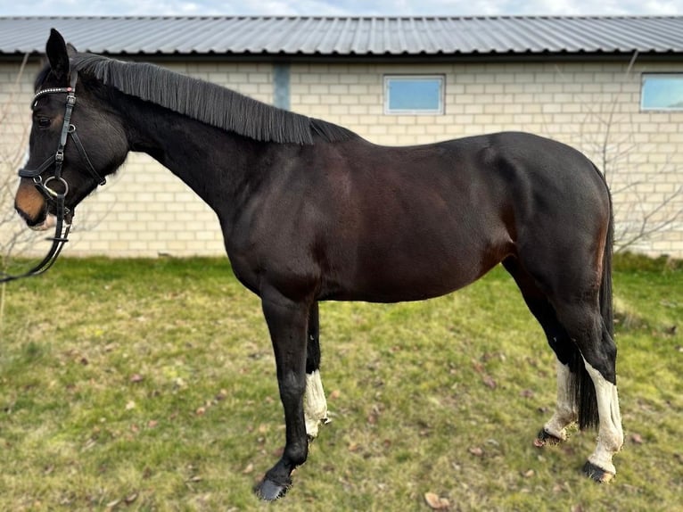 Holstein Giumenta 5 Anni 163 cm Baio scuro in Zossen