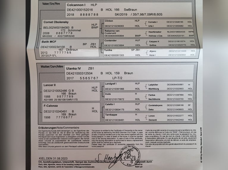 Holstein Giumenta 5 Anni 165 cm Baio in Idstein