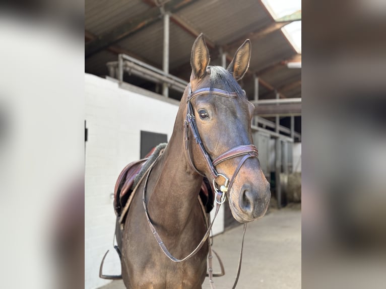 Holstein Giumenta 5 Anni 165 cm Baio nero in Hamburg Osdorf