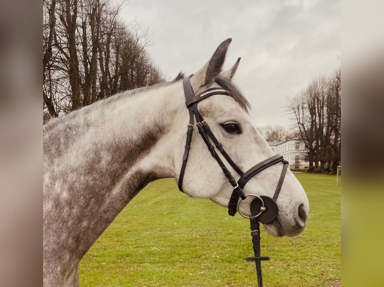 Holstein Giumenta 5 Anni 165 cm Grigio in Nehmten