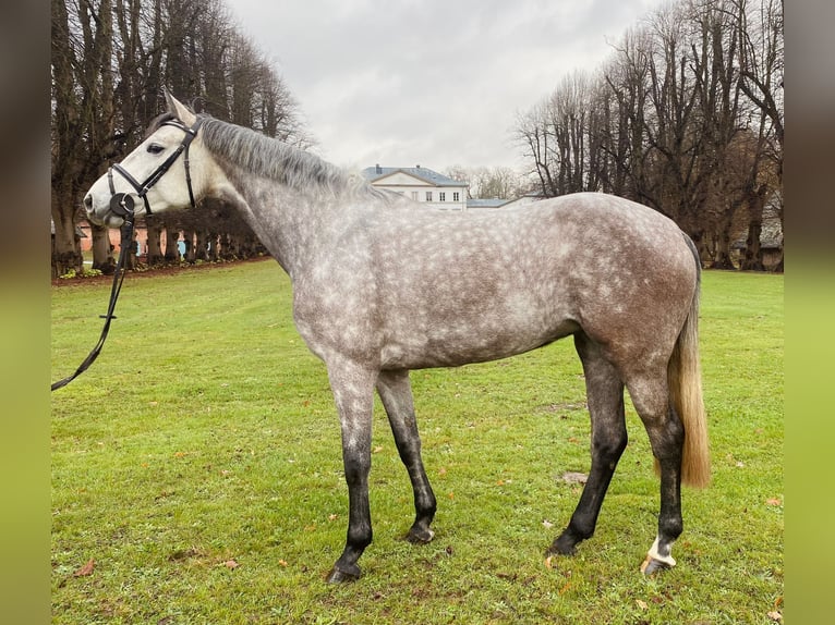 Holstein Giumenta 5 Anni 165 cm Grigio in Nehmten