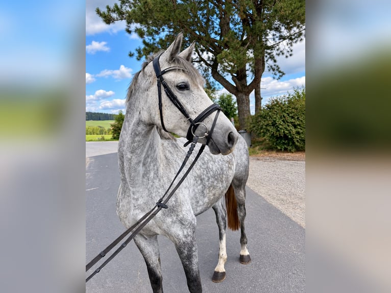 Holstein Giumenta 5 Anni 165 cm Grigio pezzato in Davidschlag