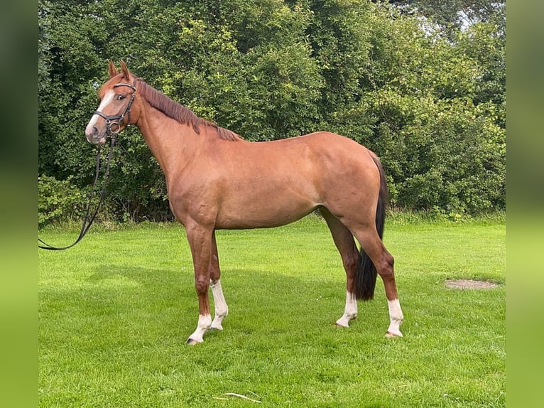 Holstein Giumenta 5 Anni 165 cm Sauro in Tangstedt