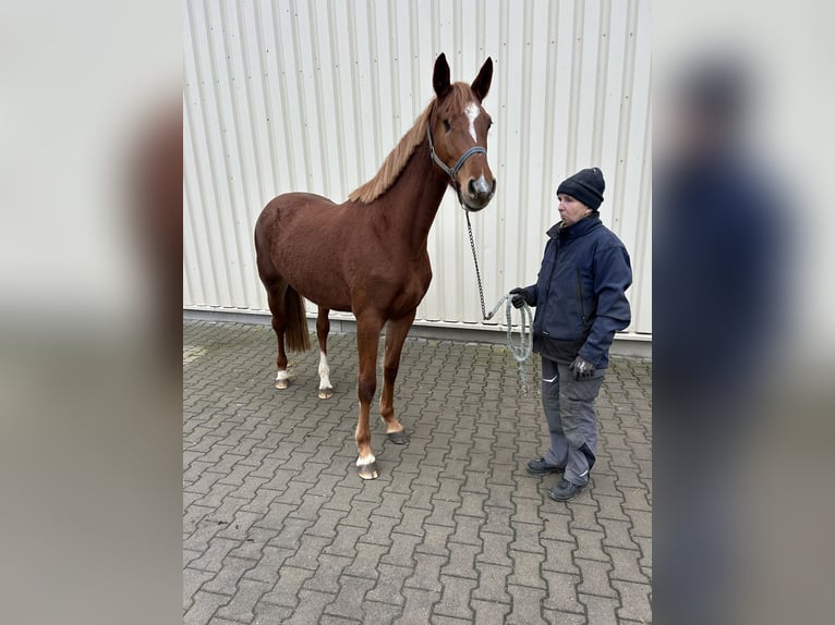 Holstein Giumenta 5 Anni 165 cm Sauro in Muldestausee