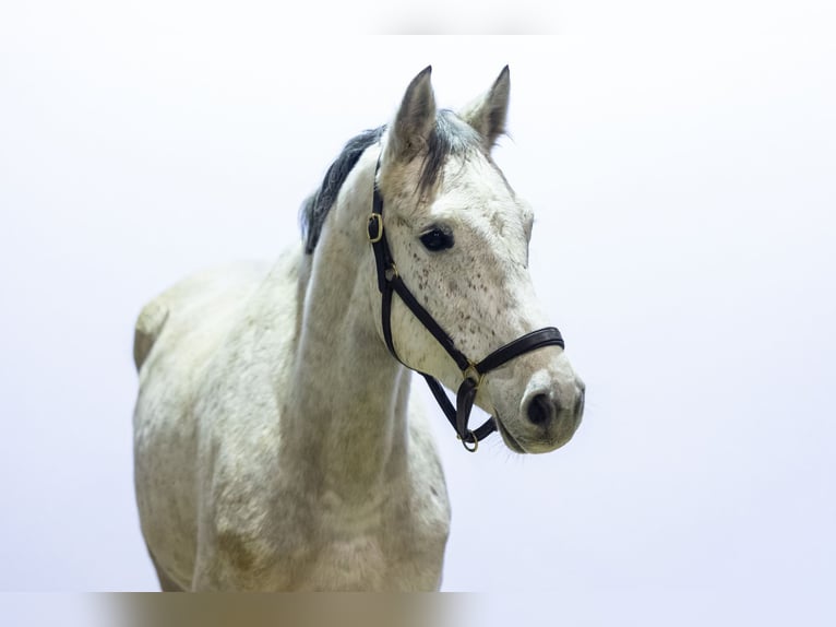 Holstein Giumenta 5 Anni 166 cm Grigio in Waddinxveen