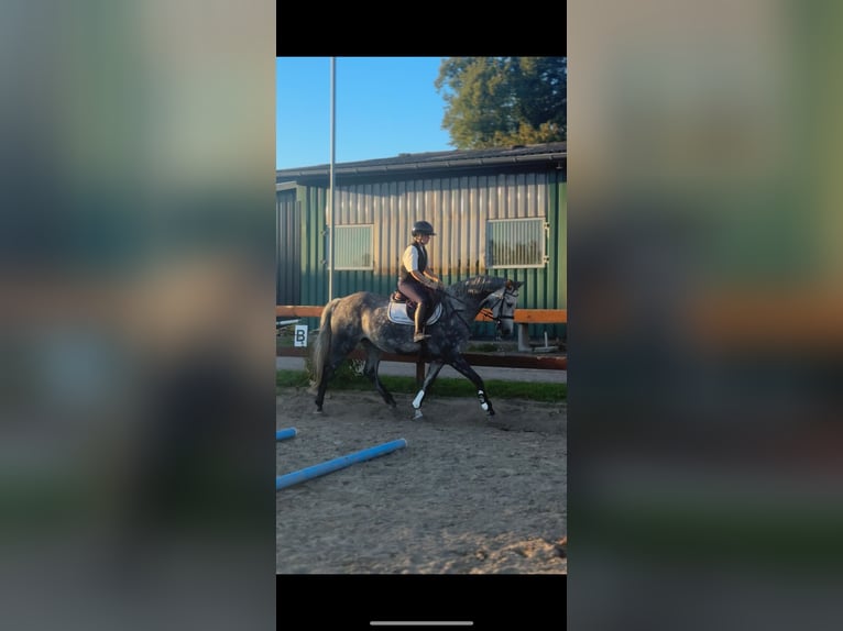 Holstein Giumenta 5 Anni 166 cm Grigio pezzato in Blekendorf