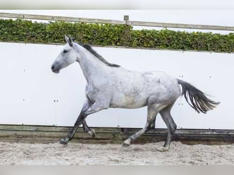 Holstein Giumenta 5 Anni 166 cm Può diventare grigio in Waddinxveen