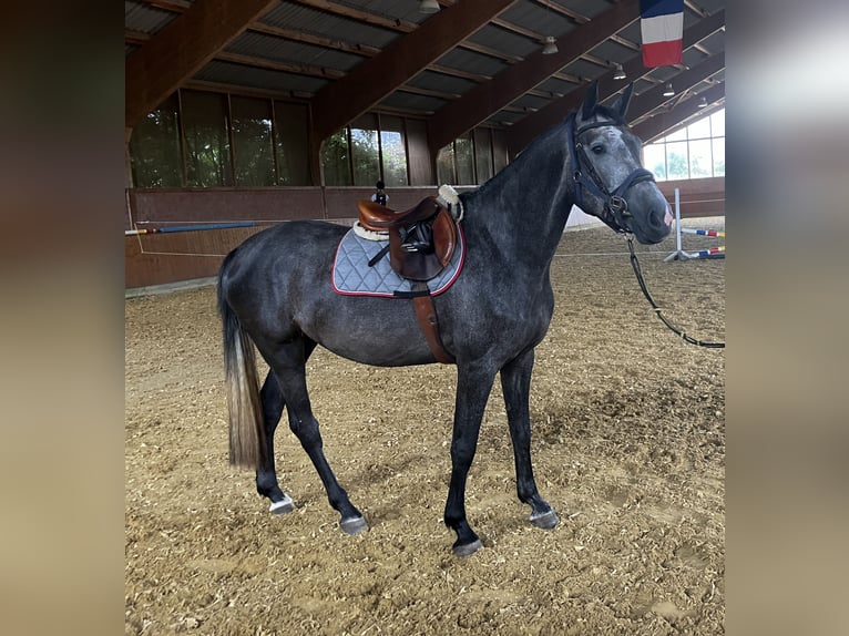 Holstein Giumenta 5 Anni 167 cm Grigio pezzato in Zülpich