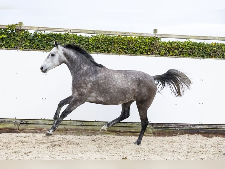 Holstein Giumenta 5 Anni 167 cm Può diventare grigio in Waddinxveen