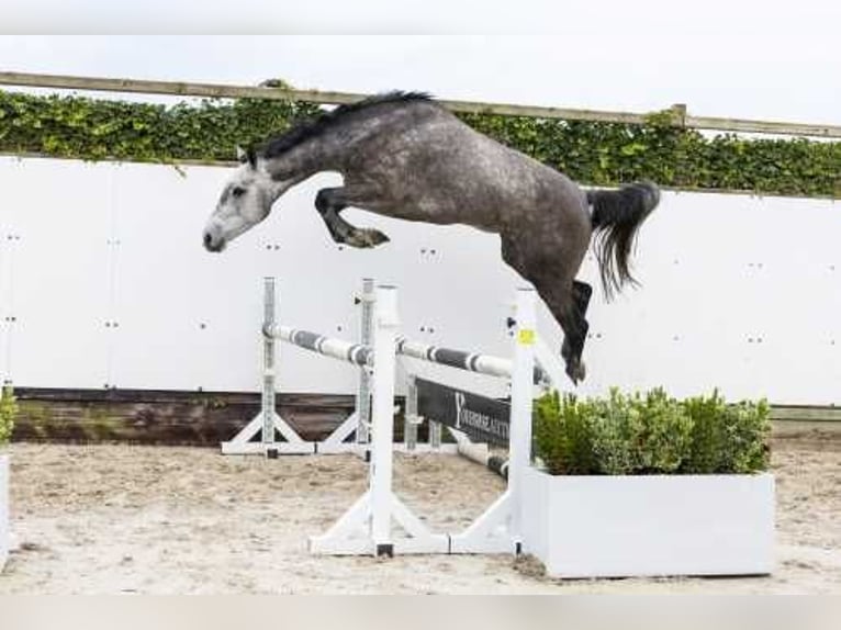 Holstein Giumenta 5 Anni 167 cm Può diventare grigio in Waddinxveen