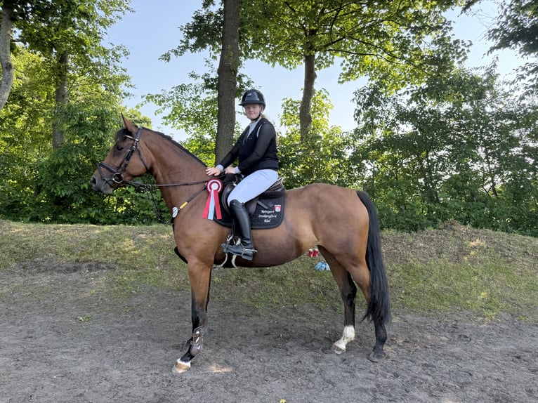 Holstein Giumenta 5 Anni 168 cm Baio in BokseeSchönhorst