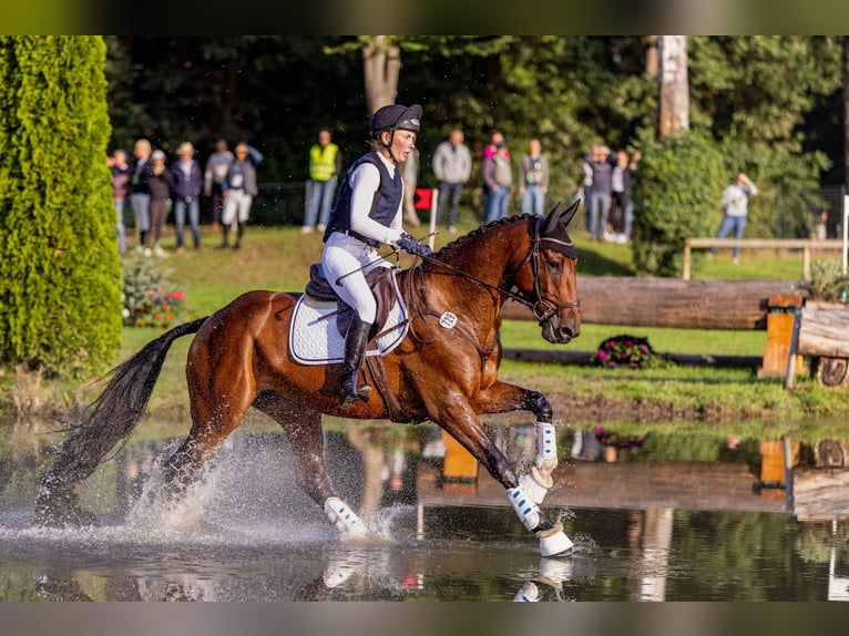 Holstein Giumenta 5 Anni 168 cm Baio scuro in Bruchsal