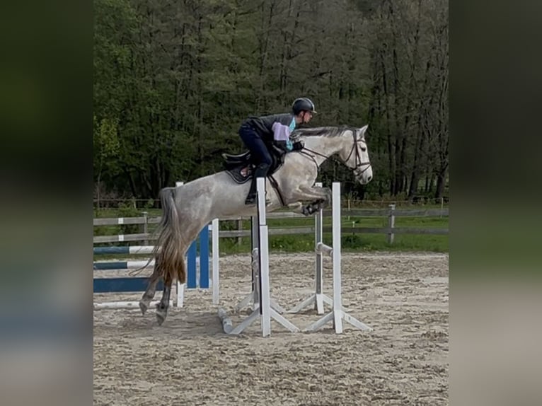 Holstein Giumenta 5 Anni 168 cm Grigio in Bad König