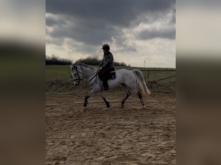 Holstein Giumenta 5 Anni 169 cm Grigio in Postfeld