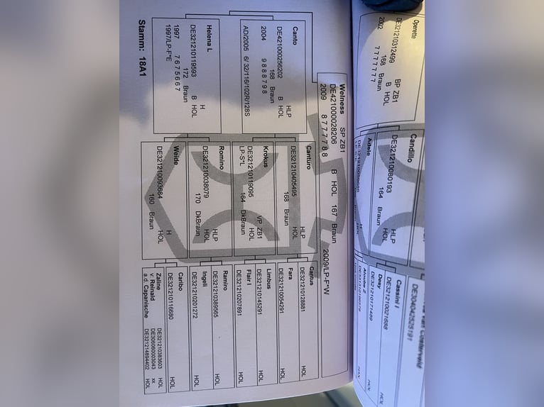 Holstein Giumenta 5 Anni 169 cm Grigio in Postfeld