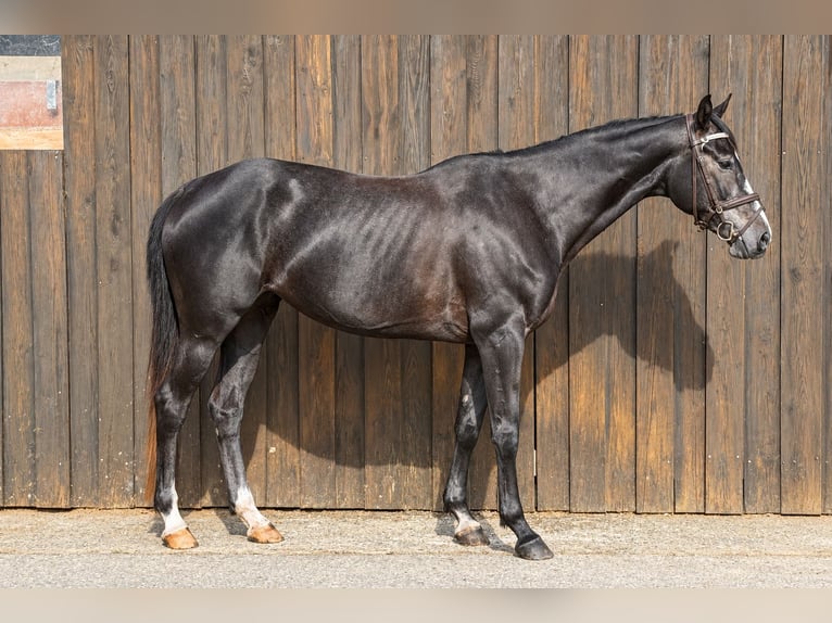 Holstein Giumenta 5 Anni 169 cm Grigio ferro in Viernheim
