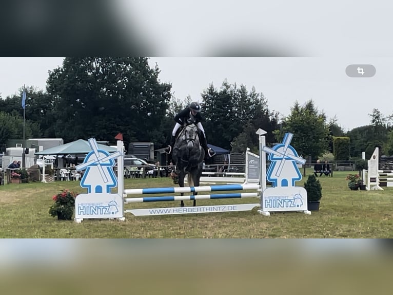 Holstein Giumenta 5 Anni 169 cm Leardo in SchönhorstSchönhorst