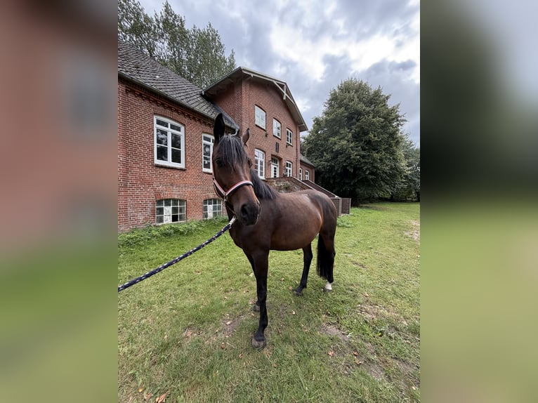 Holstein Giumenta 5 Anni 170 cm Baio scuro in Kiel