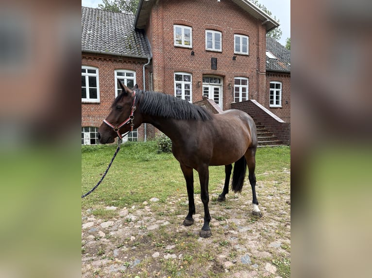Holstein Giumenta 5 Anni 170 cm Baio scuro in Kiel