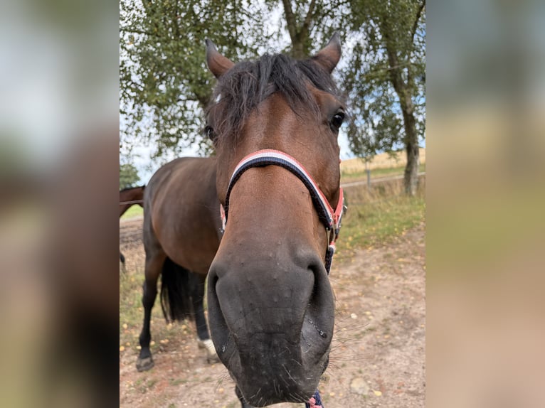Holstein Giumenta 5 Anni 170 cm Baio scuro in Kiel