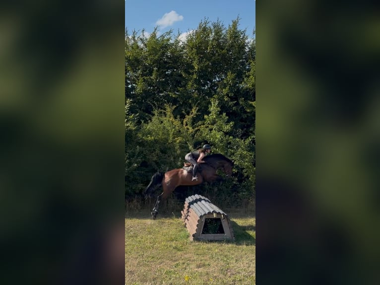 Holstein Giumenta 5 Anni 170 cm Baio scuro in Kiel