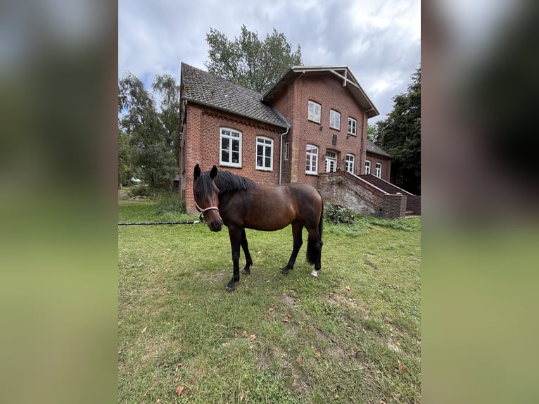 Holstein Giumenta 5 Anni 170 cm Baio scuro in Kiel