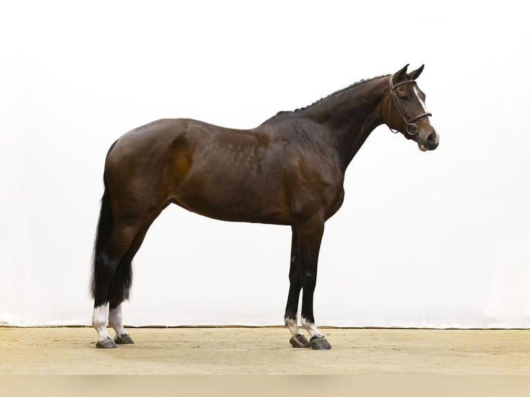 Holstein Giumenta 5 Anni 170 cm Baio scuro in Waddinxveen