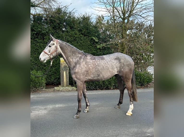 Holstein Giumenta 5 Anni 170 cm Grigio in Oelde