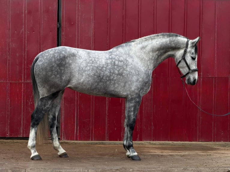 Holstein Giumenta 5 Anni 170 cm Grigio pezzato in Loipersbach im Burgenland