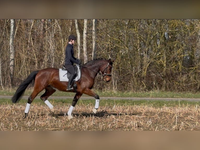 Holstein Giumenta 5 Anni 172 cm Baio in Wittingen