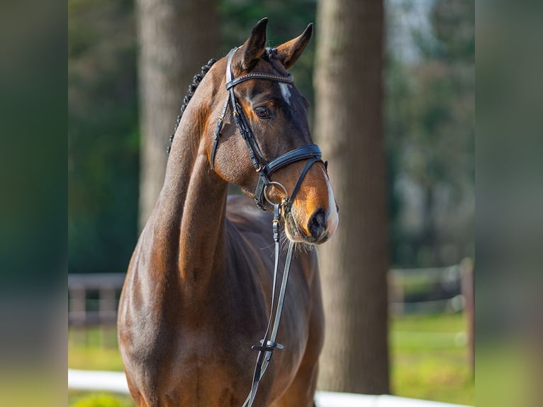 Holstein Giumenta 5 Anni 172 cm Baio in Münster-Handorf