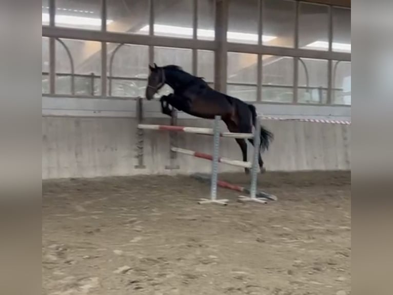 Holstein Giumenta 5 Anni 172 cm Baio nero in Neuried