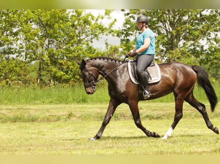Holstein Giumenta 5 Anni 172 cm Baio scuro in Tensbüttel-Röst