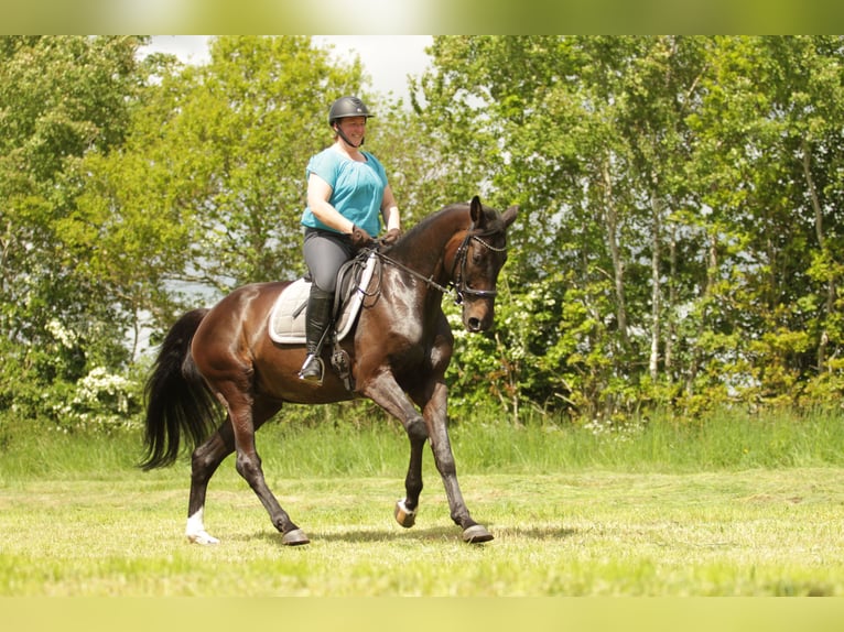 Holstein Giumenta 5 Anni 172 cm Baio scuro in Tensbüttel-Röst