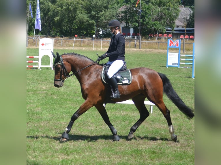 Holstein Giumenta 5 Anni 173 cm Baio in Wittingen