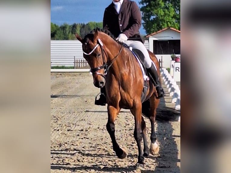 Holstein Giumenta 5 Anni 174 cm Baio in Lübeck