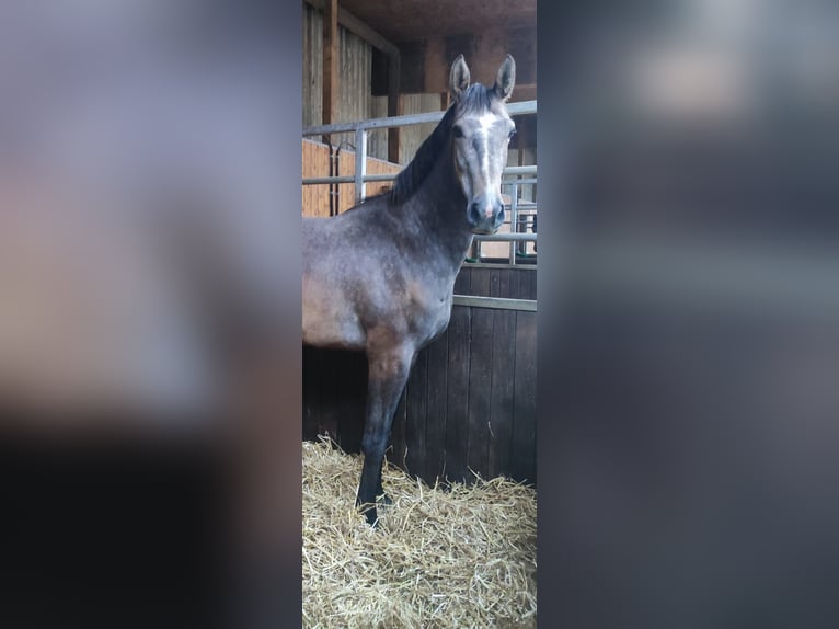 Holstein Giumenta 5 Anni 174 cm Grigio pezzato in Bekmünde