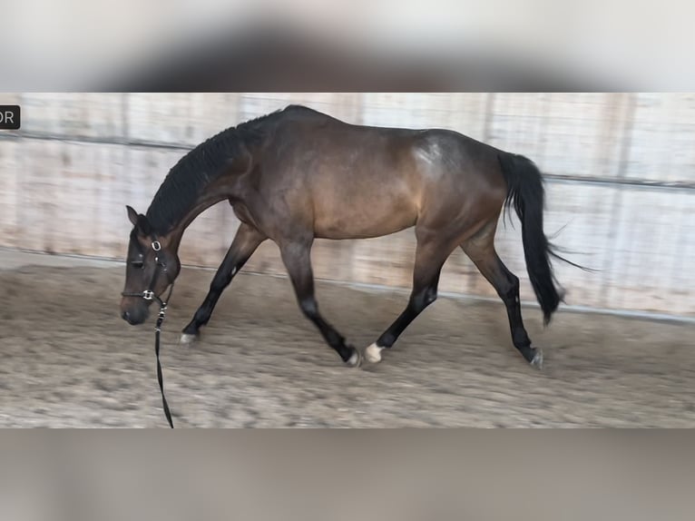 Holstein Giumenta 5 Anni 178 cm Baio in Weil der Stadt