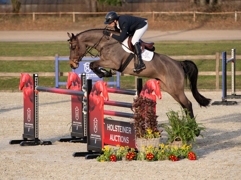 Holstein Giumenta 5 Anni Baio in Elmshorn